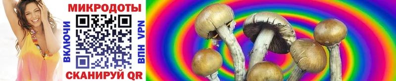 как найти наркотики Тамбов Псилоцибиновые грибы Psilocybine cubensis